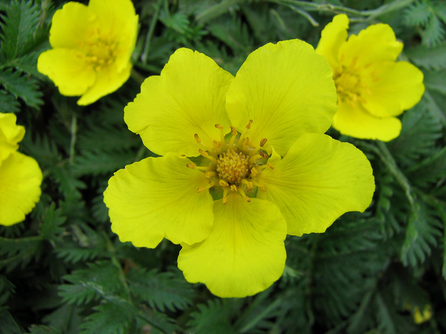 Изображение особи Potentilla anserina.