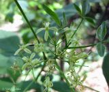 Ptelea trifoliata. Молодой побег с соцветием. Украина, Черкасская обл., Каневский р-н, Региональный ландшафтный парк \"Трахтемиров\", дорога в лесу. 4 июня 2011 г.