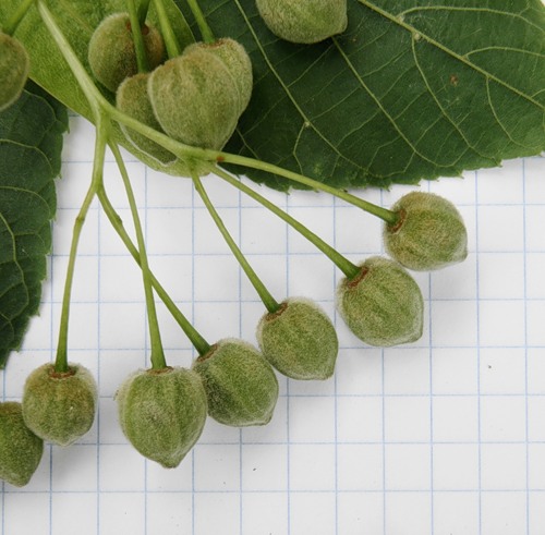 Image of Tilia cordifolia specimen.