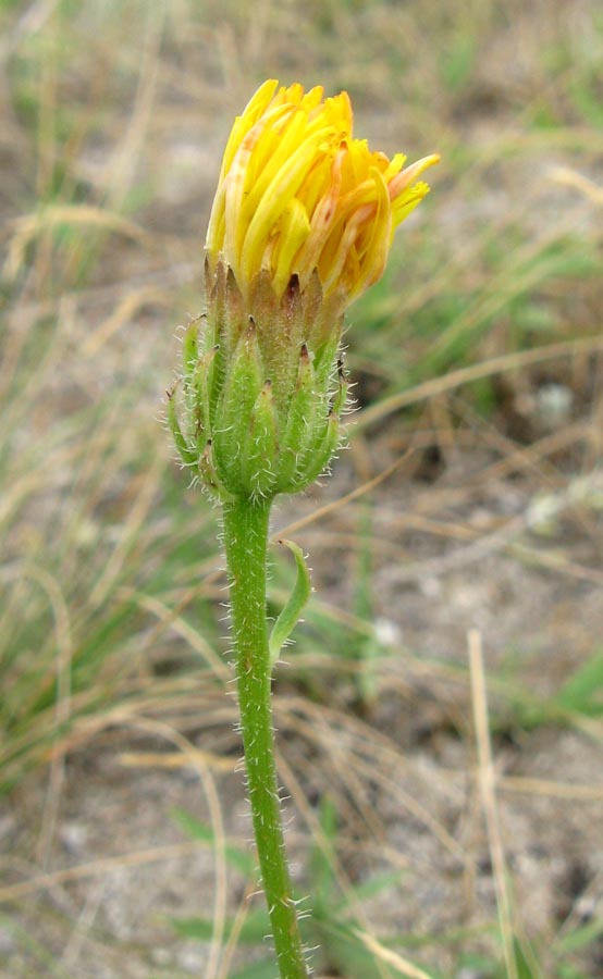 Изображение особи Crepis rhoeadifolia.