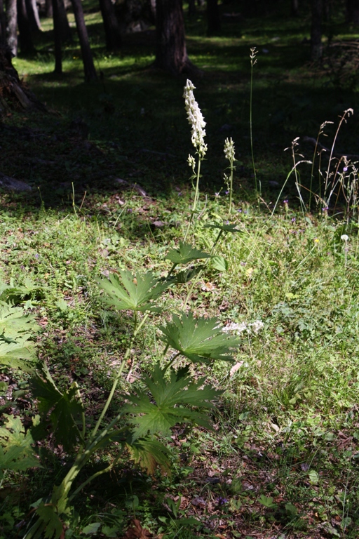 Изображение особи Aconitum orientale.