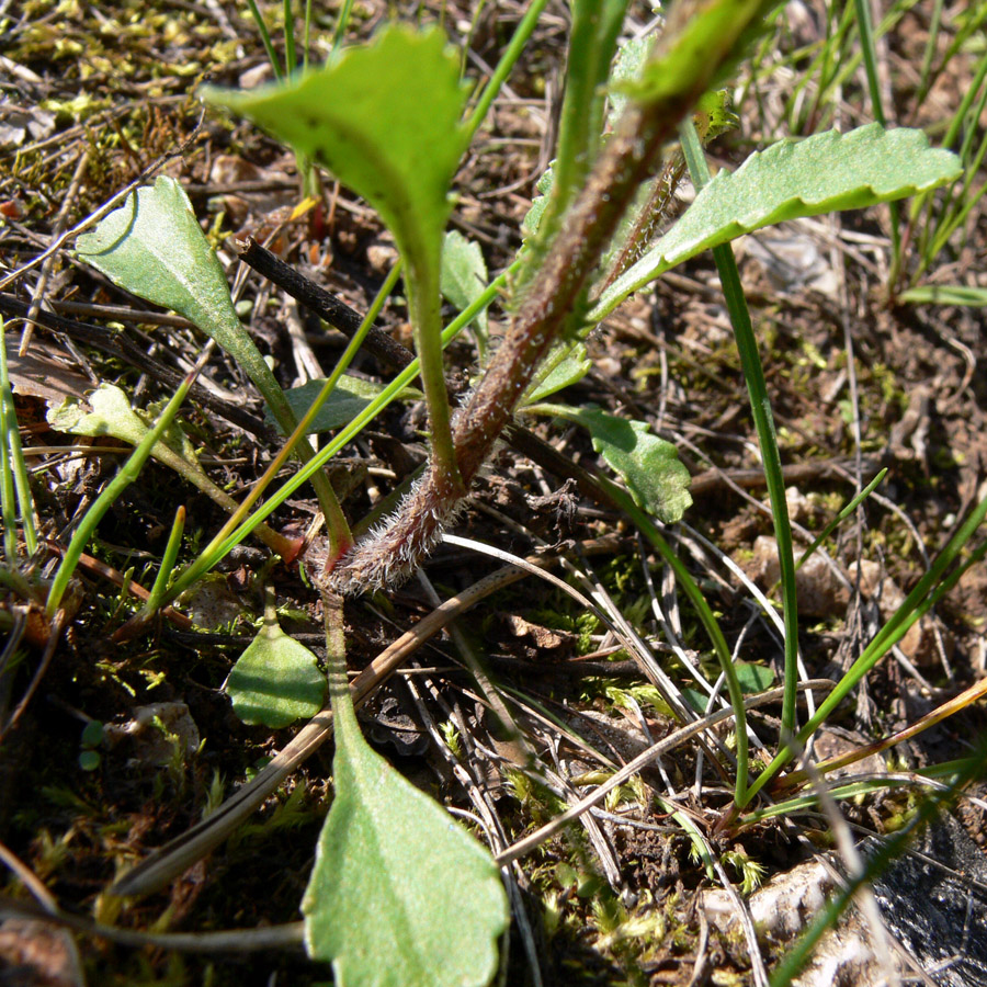 Image of Leucanthemum ircutianum specimen.