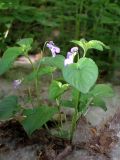 Смотреть изображение Viola riviniana
