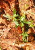 Jasminum fruticans