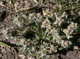 Leontopodium nanum. Цветущие растения. Таджикистан, Памир, восточнее перевала Кой-Тезек, 4200 м н.у.м. 02.08.2011.