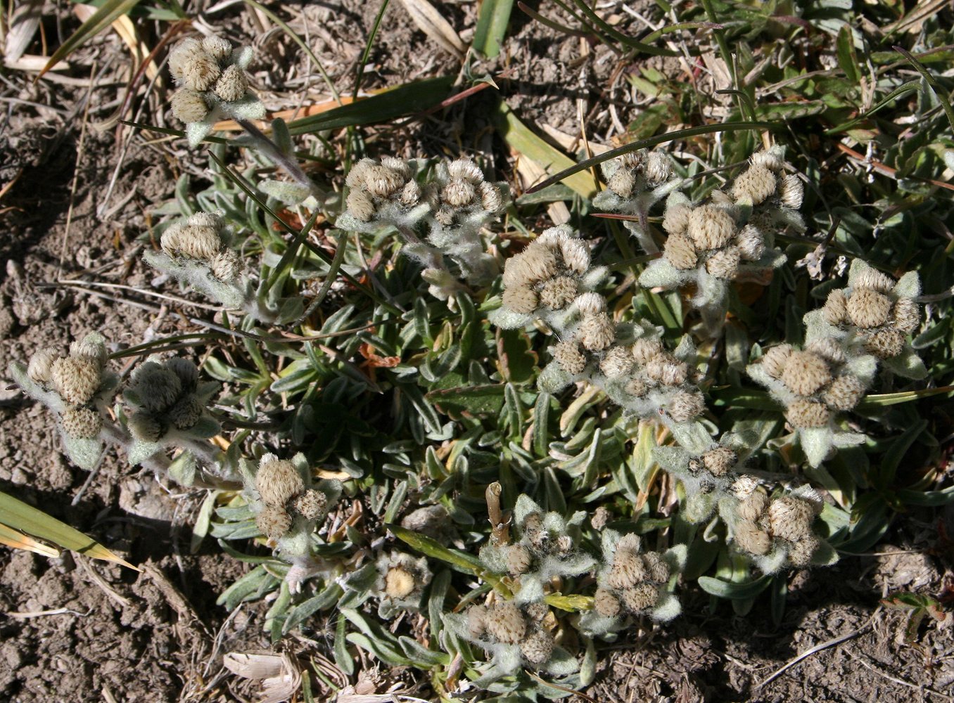 Image of Leontopodium nanum specimen.