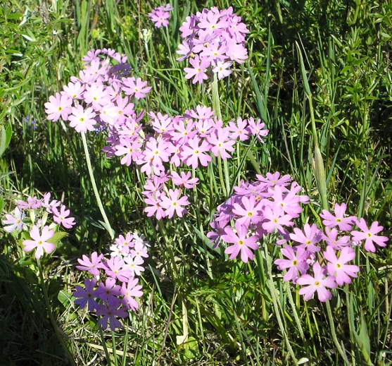 Изображение особи Primula farinosa.