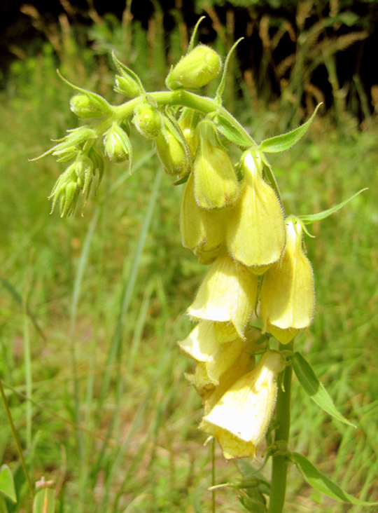 Image of Digitalis grandiflora specimen.