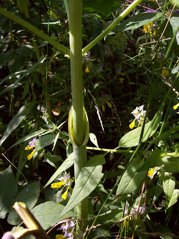 Image of Thalictrum aquilegiifolium specimen.