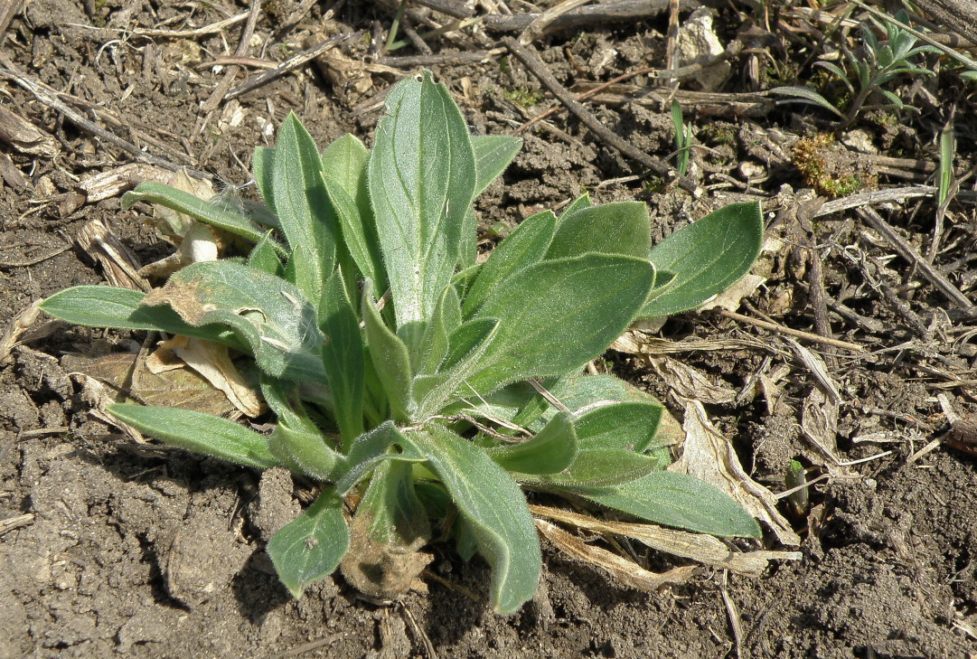 Изображение особи Melandrium latifolium.