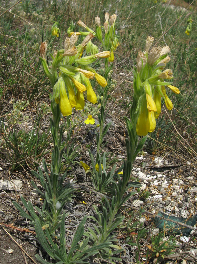 Изображение особи Onosma taurica.