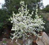 Pyrus amygdaliformis. Цветущее дерево. Греция, Халкидики, п-ов Сифония. 02.04.2009.