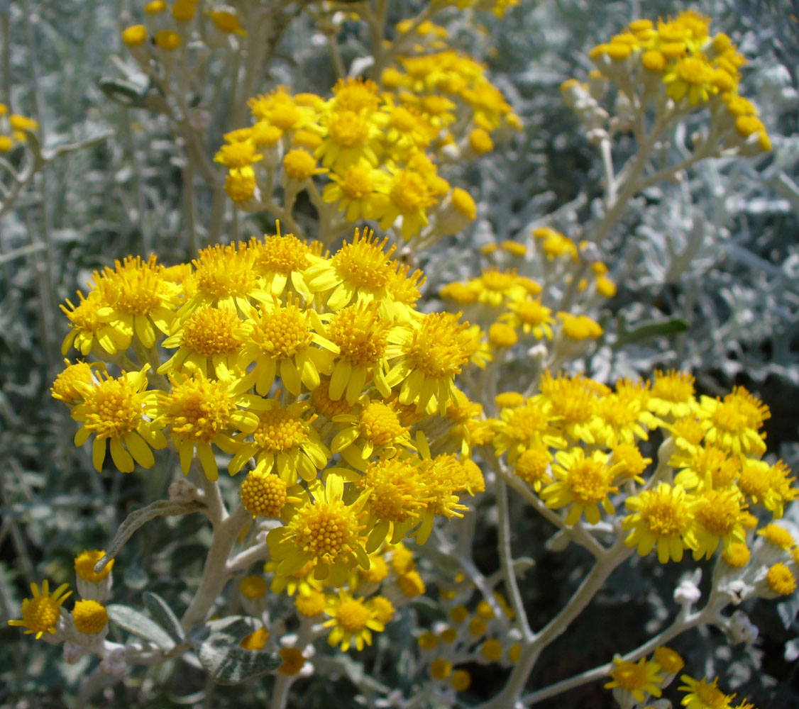 Изображение особи Senecio cineraria.