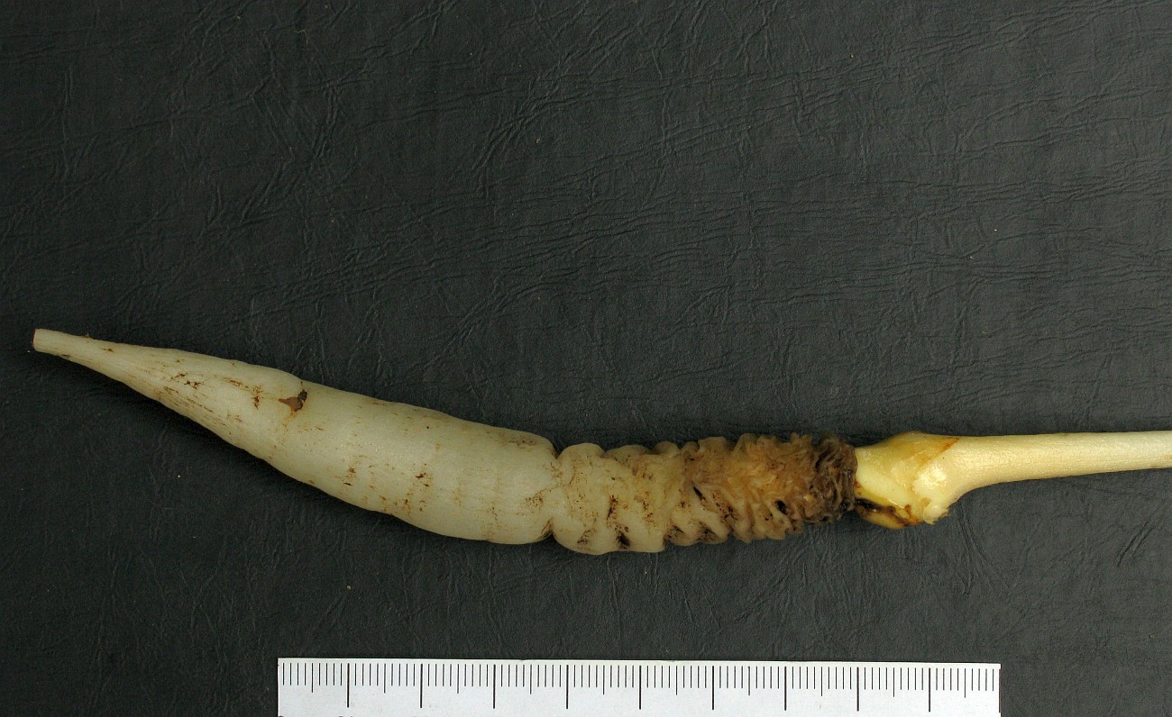 Image of Eminium lehmannii specimen.