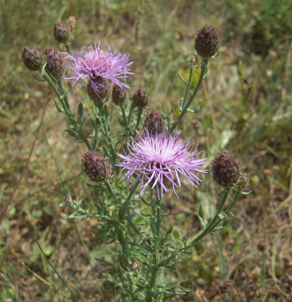 Изображение особи род Centaurea.