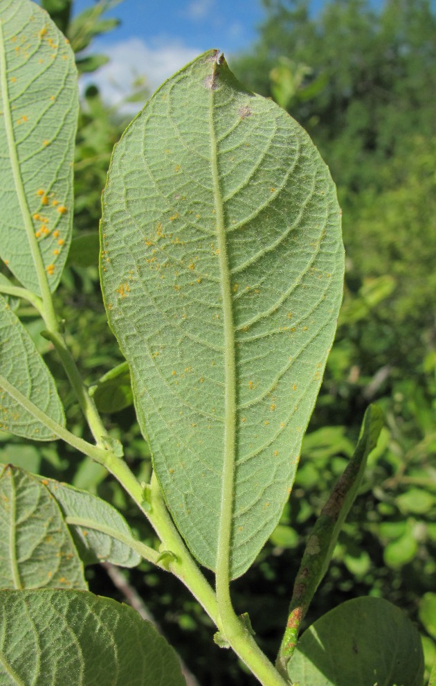 Image of Salix cinerea specimen.