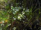 Galium uliginosum. Цветущее растение. Кабардино-Балкария, верховья р. Малка, урочище Джилы-Су, 2400 м н.у.м. 24.07.2012.