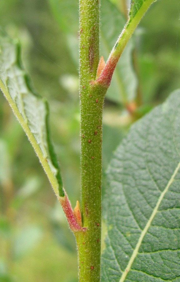 Image of Salix bebbiana specimen.