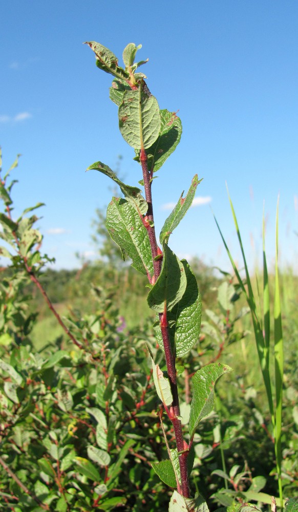 Image of genus Salix specimen.