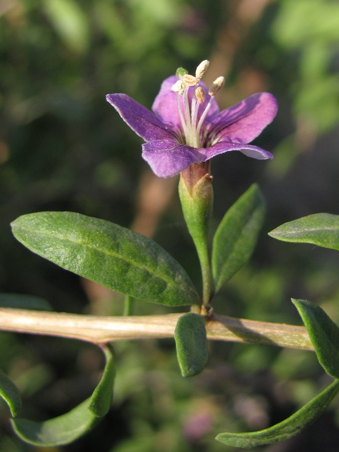 Image of Lycium barbarum specimen.