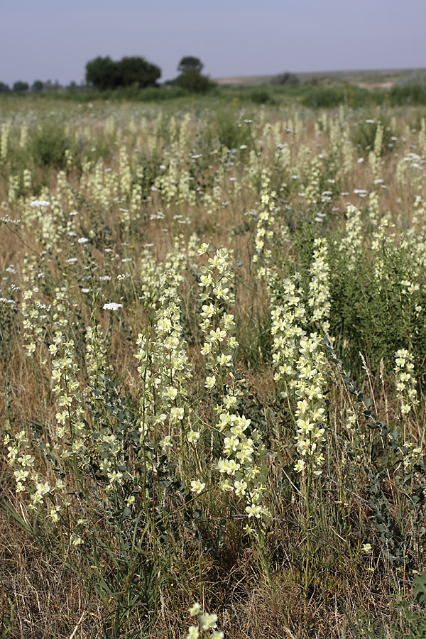 Изображение особи Delphinium semibarbatum.