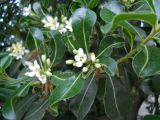 Pittosporum tobira