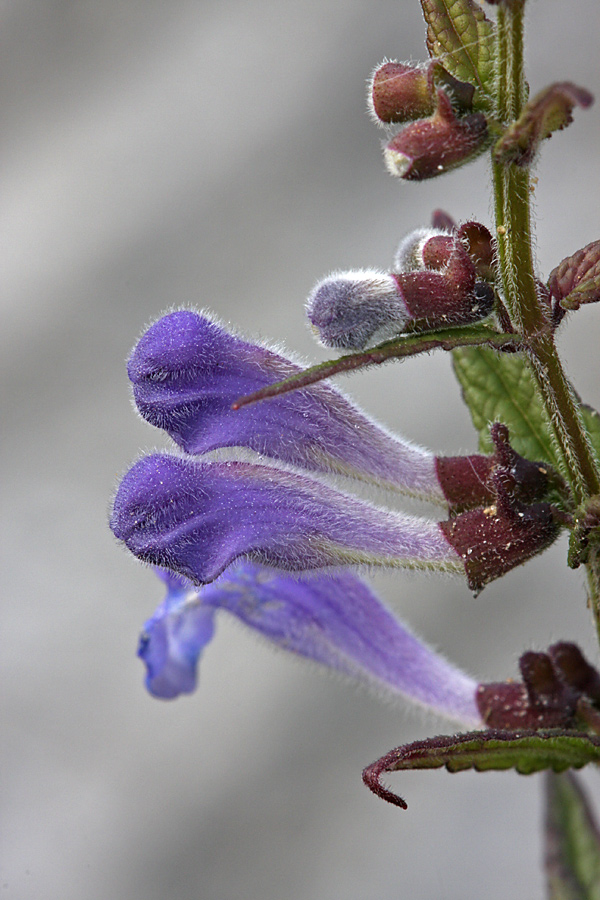 Image of Scutellaria galericulata specimen.