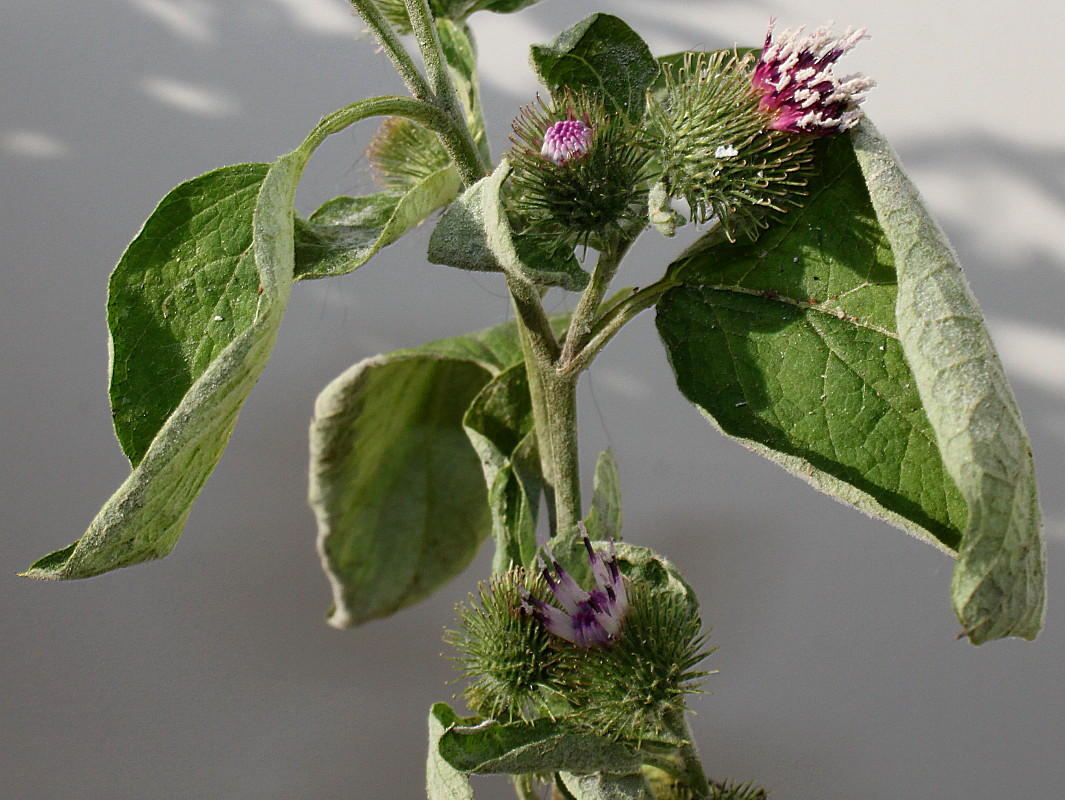 Image of Arctium minus specimen.