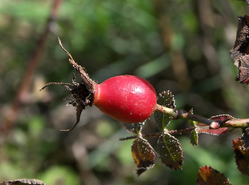 Image of Rosa pulverulenta specimen.