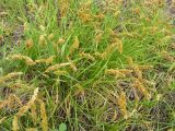 Carex laevissima