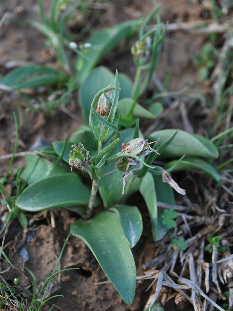 Image of Rhinopetalum stenantherum specimen.