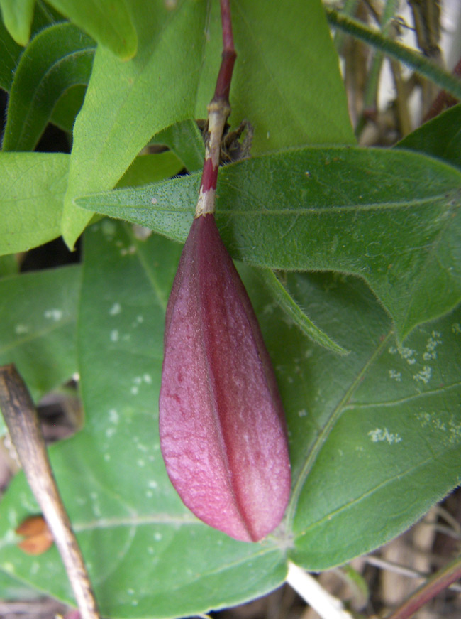 Image of Passiflora capsularis specimen.