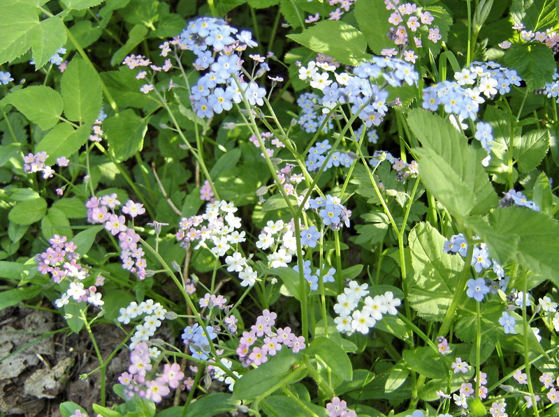 Image of Myosotis sylvatica specimen.