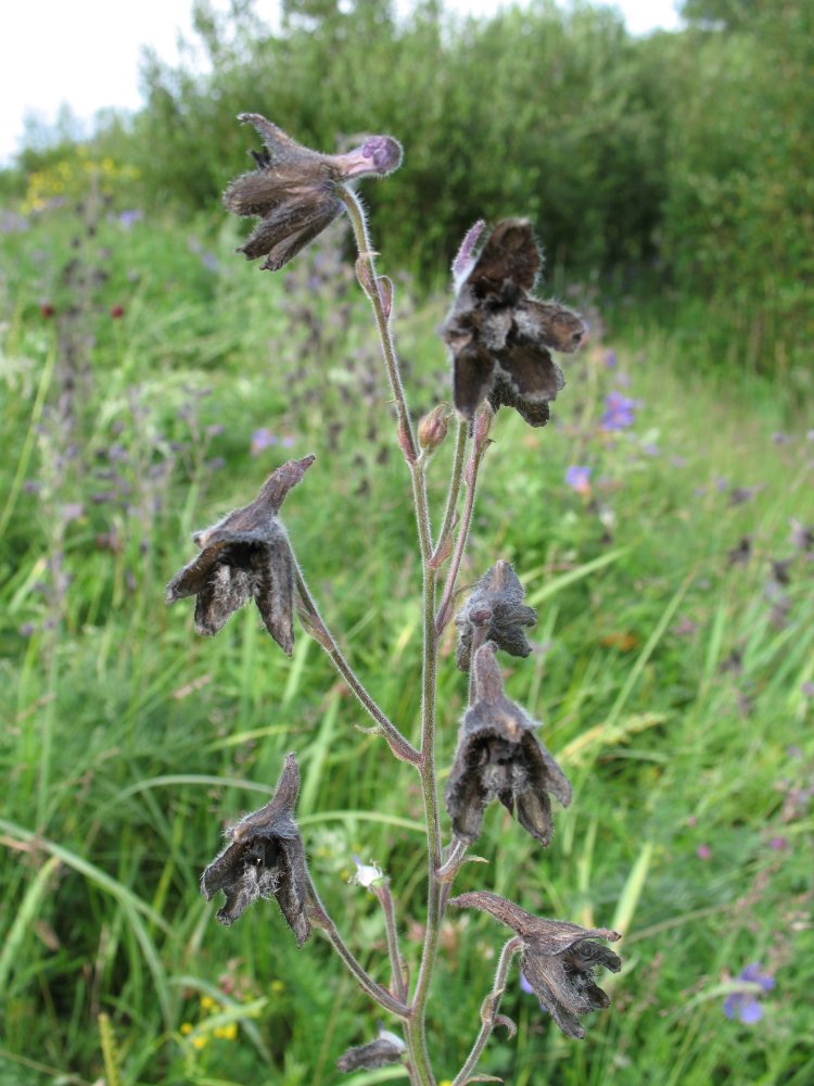 Изображение особи Delphinium triste.