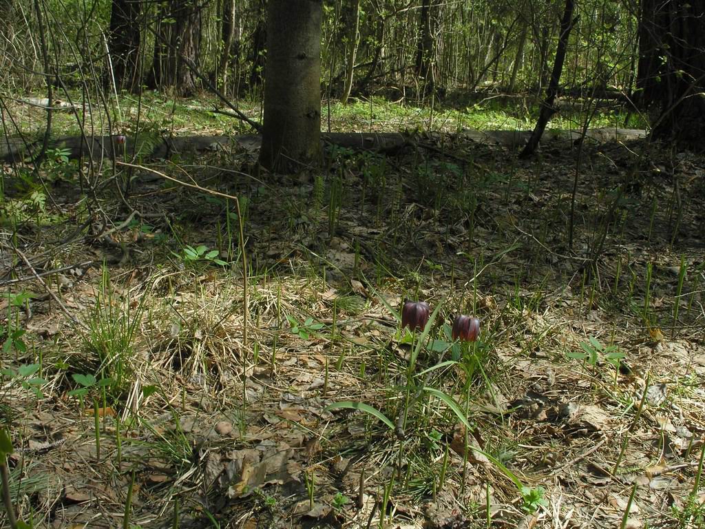 Image of Fritillaria meleagris specimen.