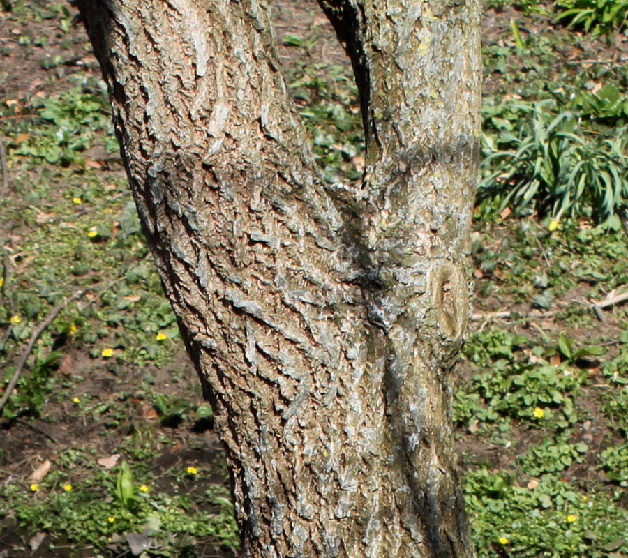 Image of Sassafras albidum specimen.