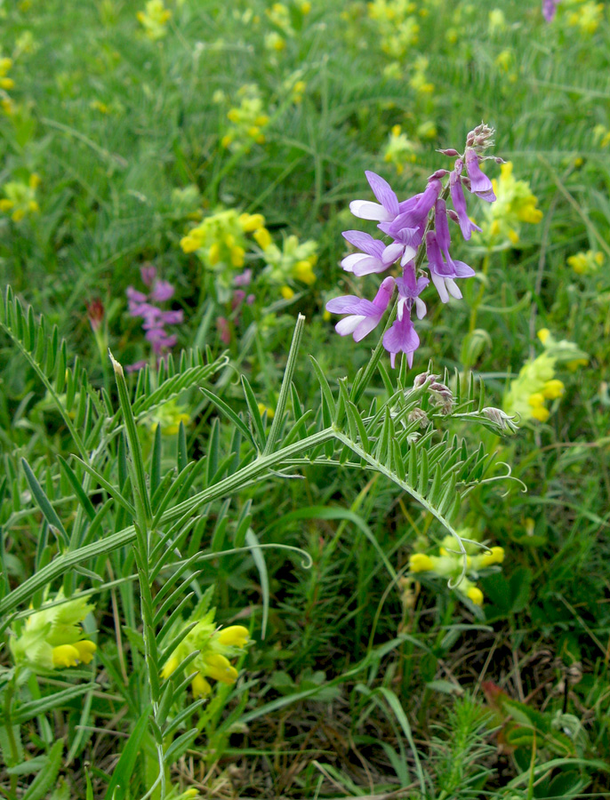 Image of Vicia tenuifolia specimen.