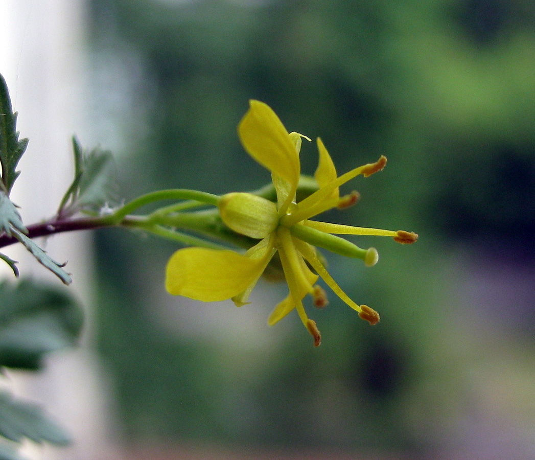 Image of Rorippa sylvestris specimen.