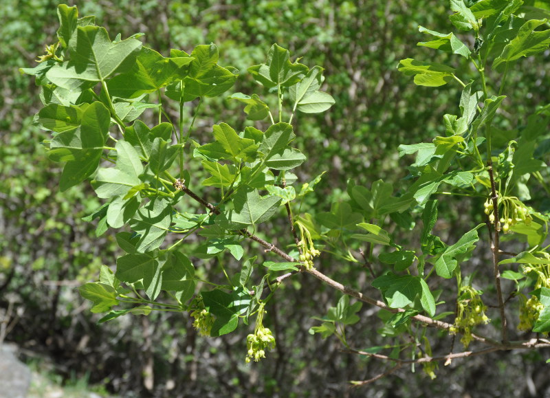 Image of Acer ibericum specimen.