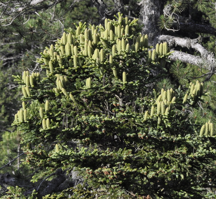 Image of Abies cephalonica specimen.