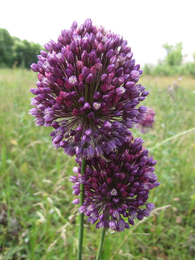 Image of Allium rotundum specimen.