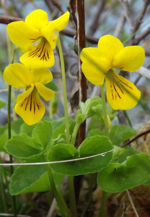 Image of Viola biflora specimen.