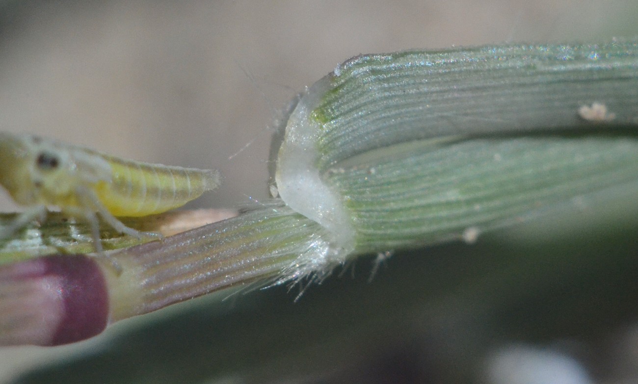 Image of Crypsis alopecuroides specimen.