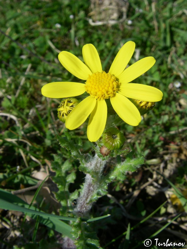 Изображение особи Senecio vernalis.