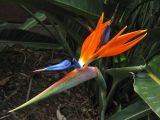 Strelitzia reginae. Соцветие. Испания, Канарские острова, Тенерифе, ботанический сад в Пуэрто-де-ла-Крус. 6 марта 2008 г.