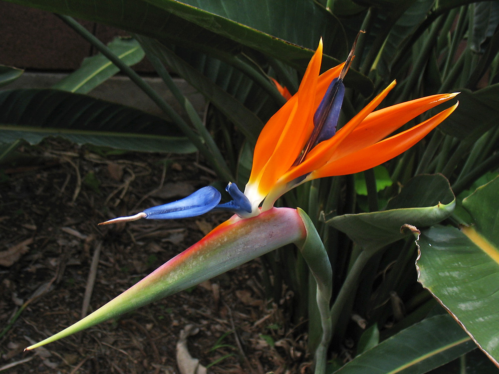 Image of Strelitzia reginae specimen.