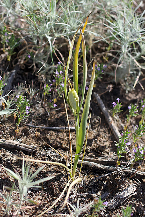 Image of Merendera robusta specimen.