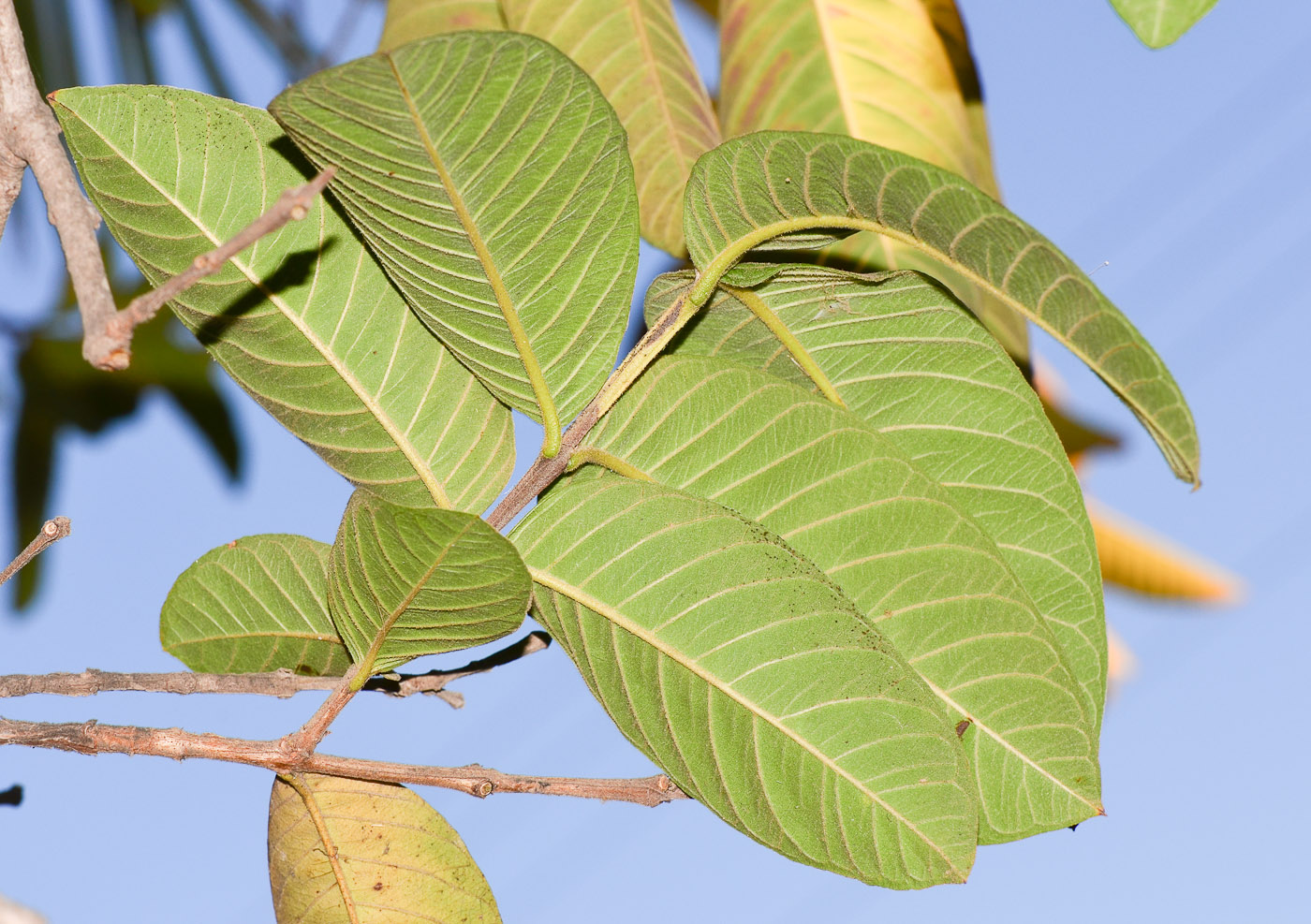 Image of Psidium guajava specimen.