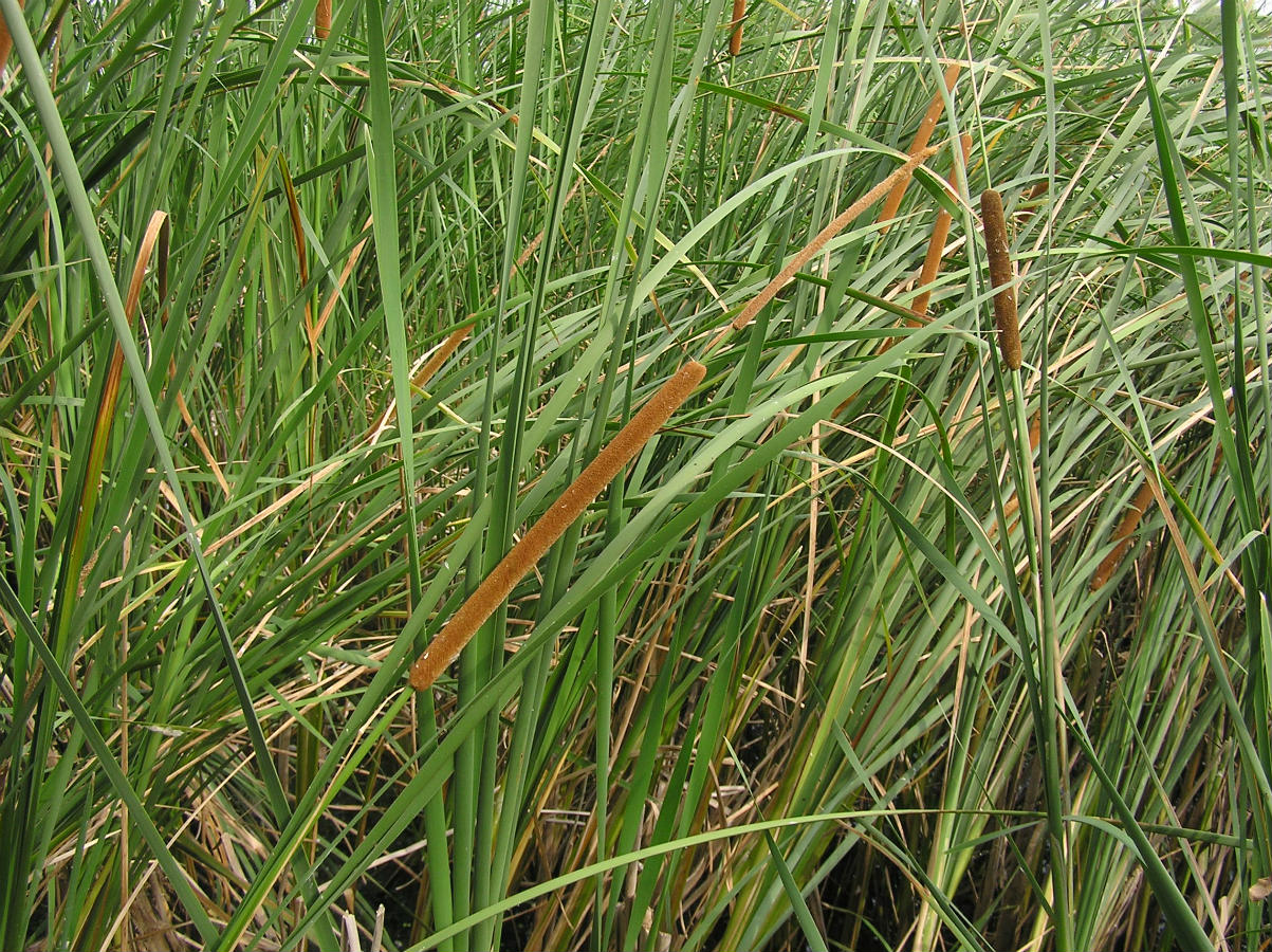 Image of Typha domingensis specimen.