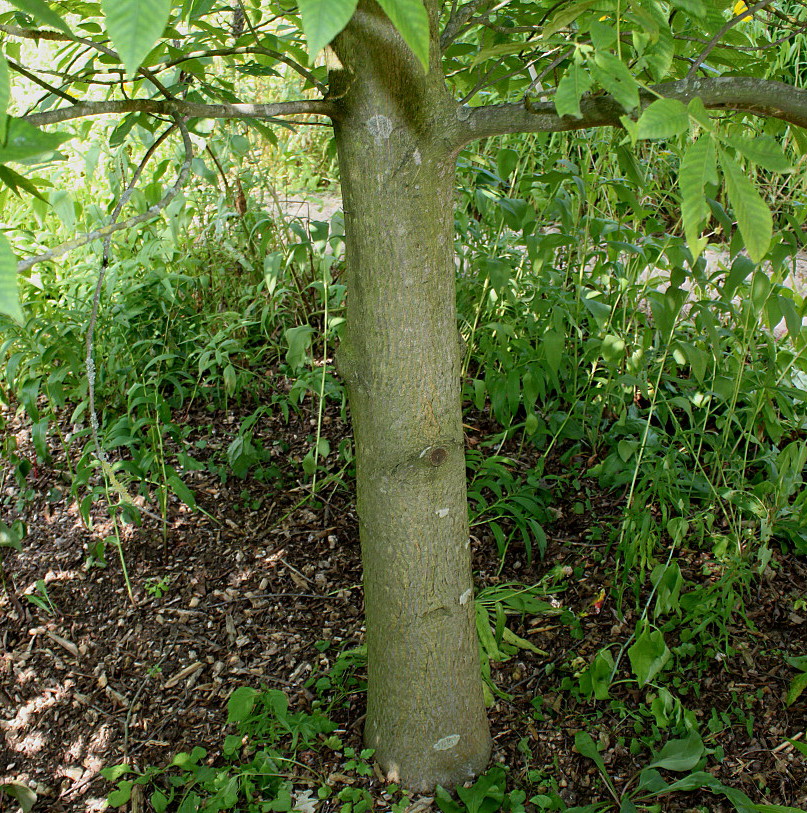 Image of Carya glabra specimen.